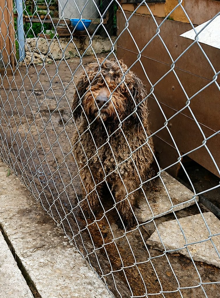 Publicación de AXLA - AMIG@S POR LOS ANIMALES