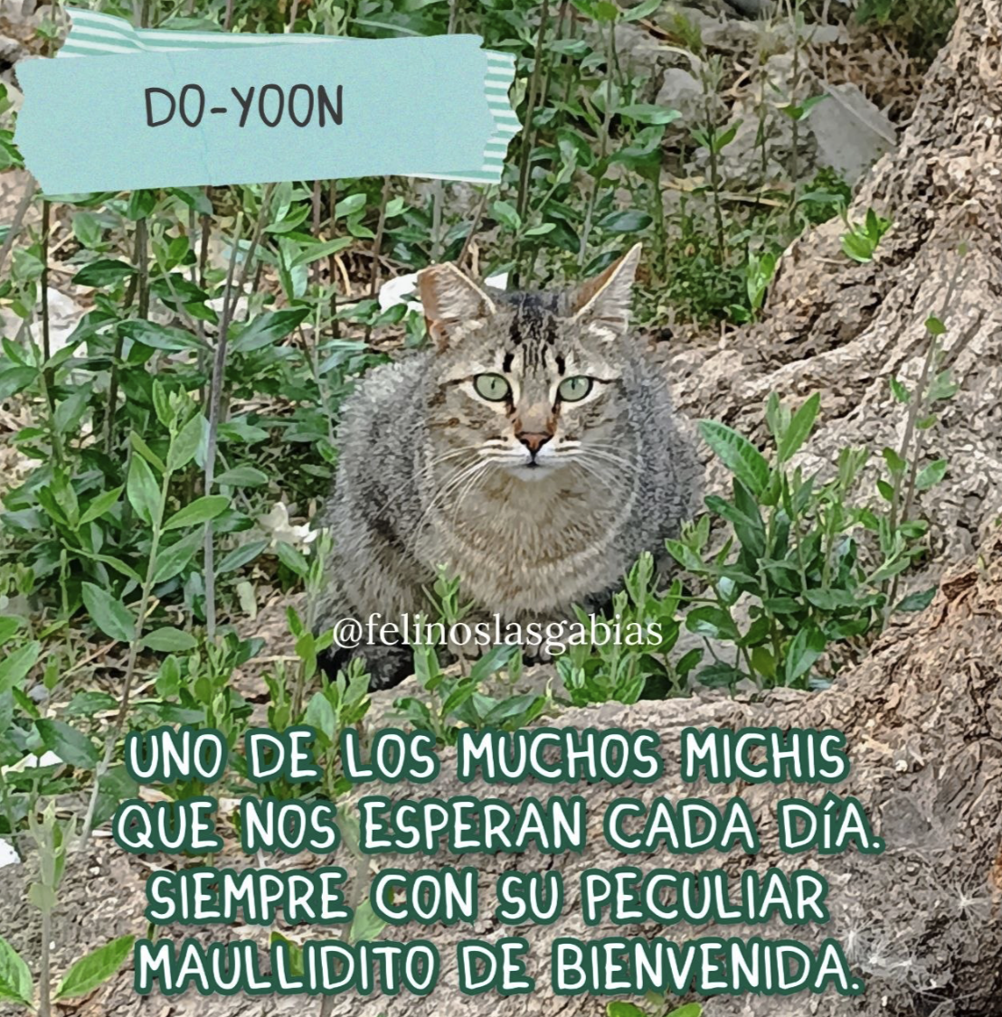 Publicación de Felinos Las Gabias